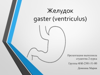 Желудок gaster (ventriculus)