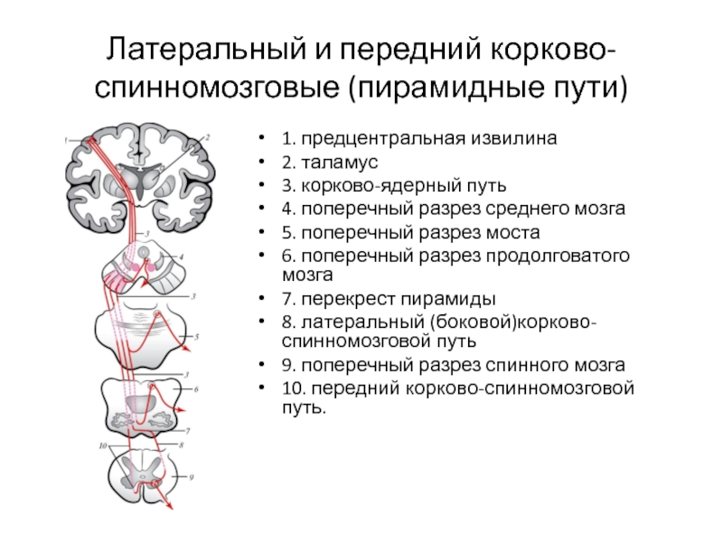 Пирамидные пути отделы