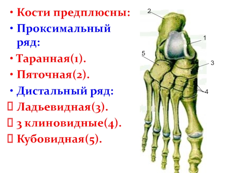 Ладьевидная кость стопы фото где находится