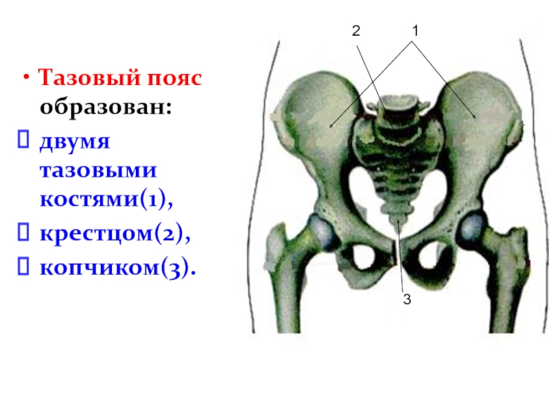 1 скелет тазового пояса. Скелет тазового пояса. Кости тазового пояса анатомия. Тазовый пояс анатомия. Кости образующие скелет тазового пояса.