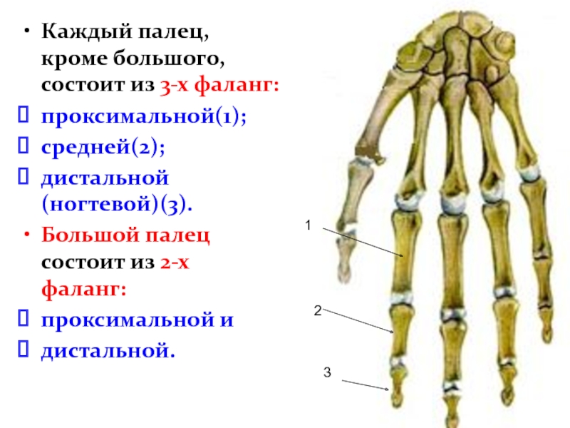 Фаланги пальцев картинки