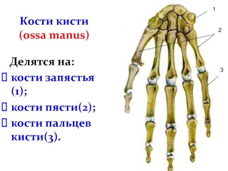 Кости пальцев. Кости пясти. Кости пясти прилежат. Кости пясти и запястья. Строение пясти.