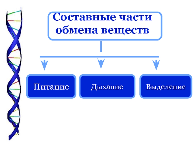 Составные части презентация