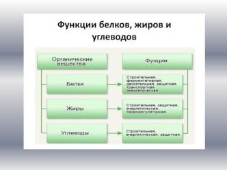 Функции белков, жиров и углеводов