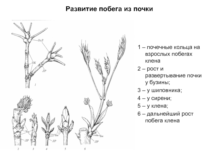 Рост побега. Строение побега с почечным кольцом. Схема развития побега. Развитие побега из почки. Морфология побега растения.