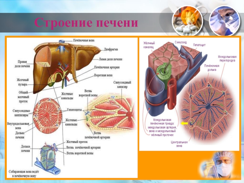 Строение печени человека фото