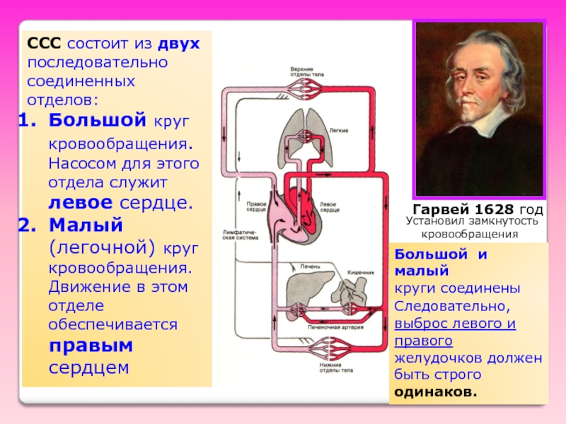 1 малый круг кровообращения. Уильям Гарвей круги кровообращения. Уильям Гарвей малый круг кровообращения. Круги кровообращения открыл. Открытие малого круга кровообращения.