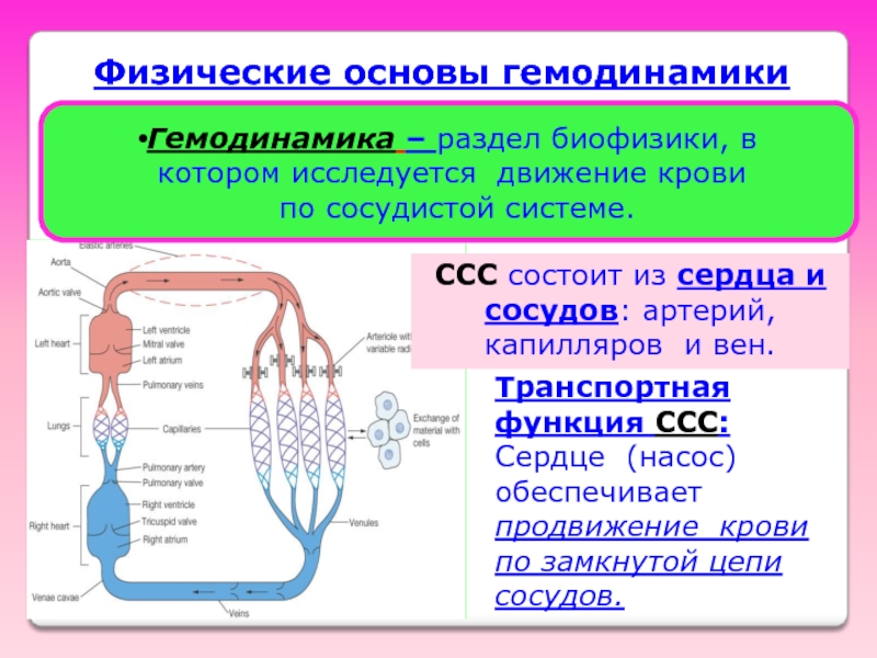 Презентация по биофизике