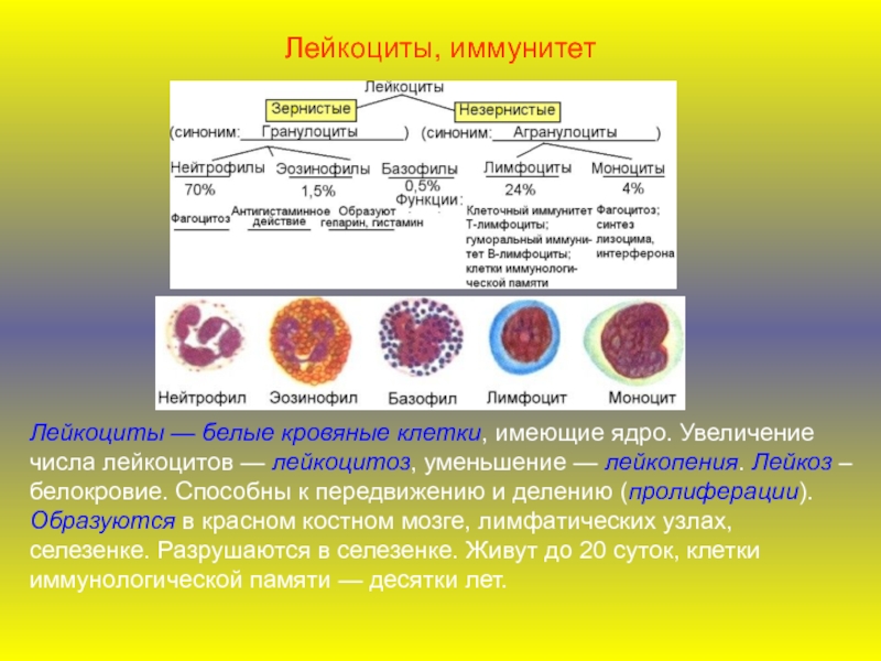 Увеличение числа клеток. Лейкоцитарная формула строение. Лейкоциты иммунитет. Лейкоциты строение и функции. Красный костный мозг лейкоциты.