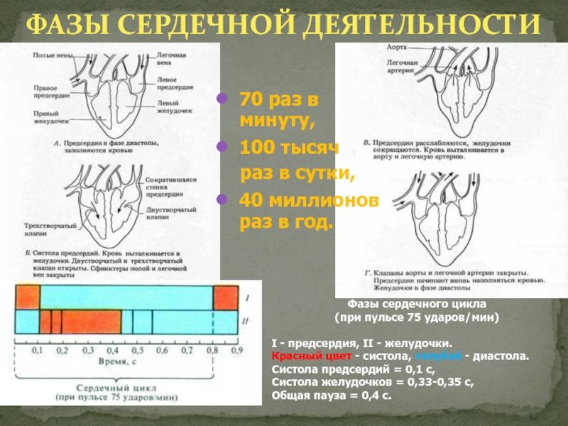 При измерении пульса 75. Фазы сердечной деятельности. Фазы предсердия желудочки. Систола желудочков начинается с фазы. Фазы сердечной деятельности видео.