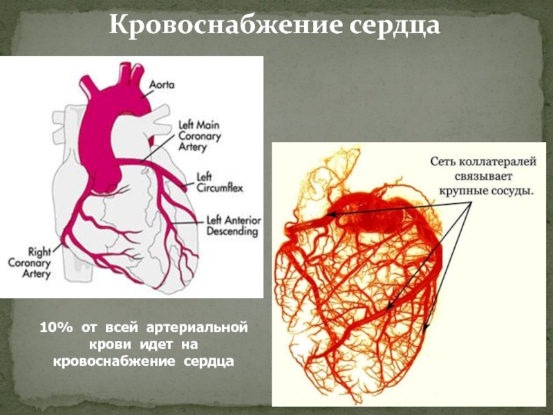 Анатомия кровообращения сердца. Кровоснабжение сердца. Кровоснабжение сердца схема. Типы кровоснабжения сердца. Кровоснабжение сердца анатомия.