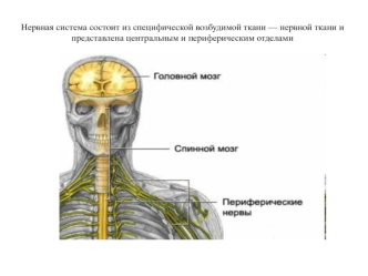 Нервная система. Нервы и нервные узлы. Анатомические плоскости