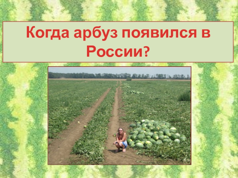 Какое пришло. Когда появился Арбуз. Арбуз когда появилось в русском. Арбуз из какого языка пришло. Как появился Арбуз в России.