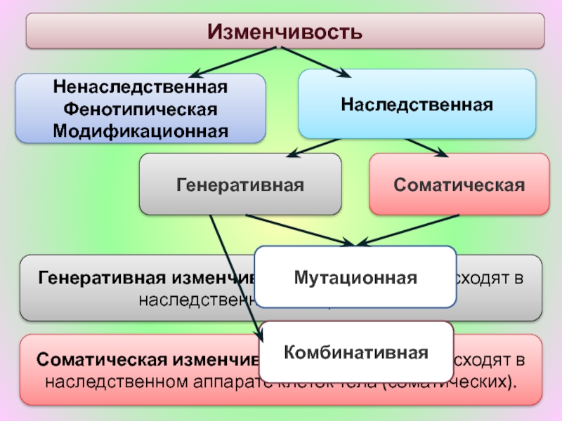 Виды изменчивости