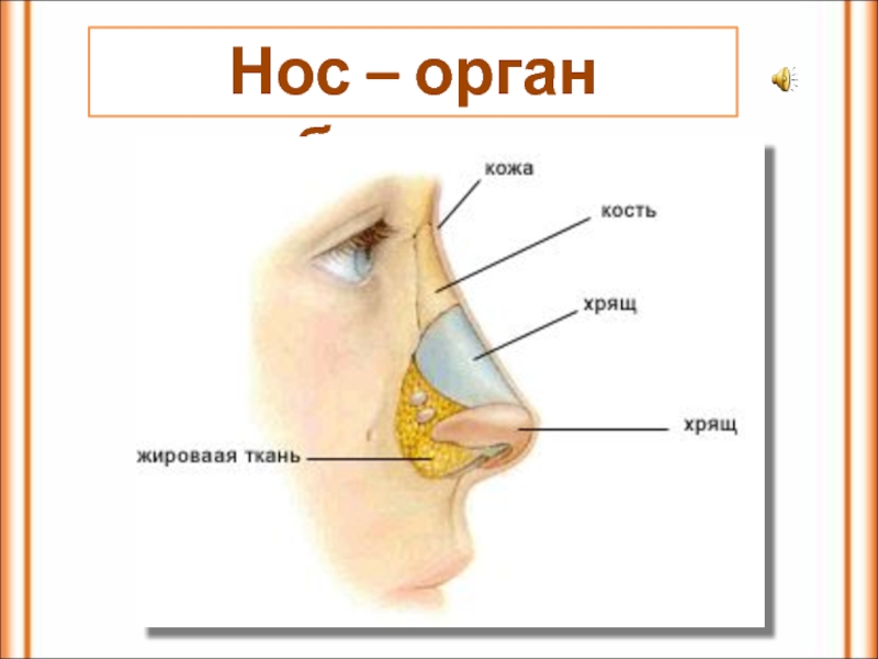 Строение носа картинки