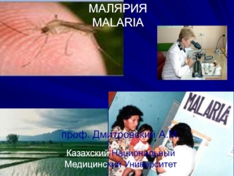 Малярия. Патогенез клинических проявлений