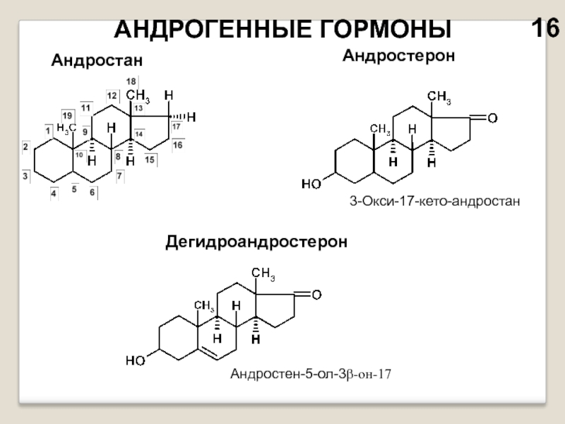 Презентация женские гормоны