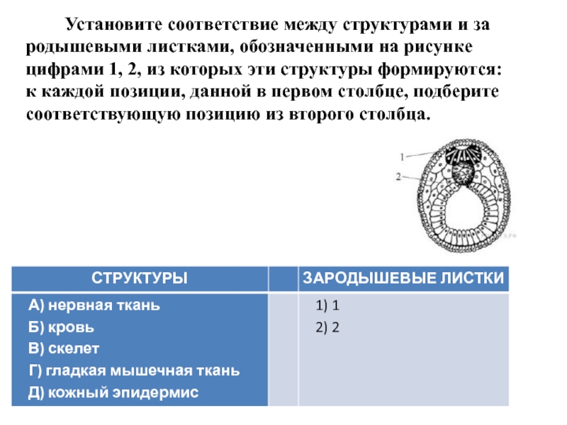 Установите соответствие между структурами и зародышевыми листками обозначенными на рисунке 1 и 2