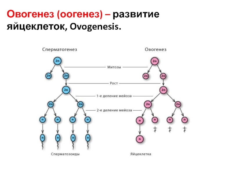 Схема сперматогенеза и оогенеза