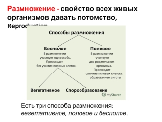 Размножение организмов