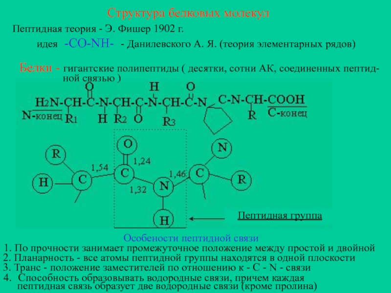 Пептидная связь структуры белка. Пептидная теория строения белков. Теория пептидной связи. Пептидная связь структура белка. Пептидная теория строения белков, характеристика пептидной связи.