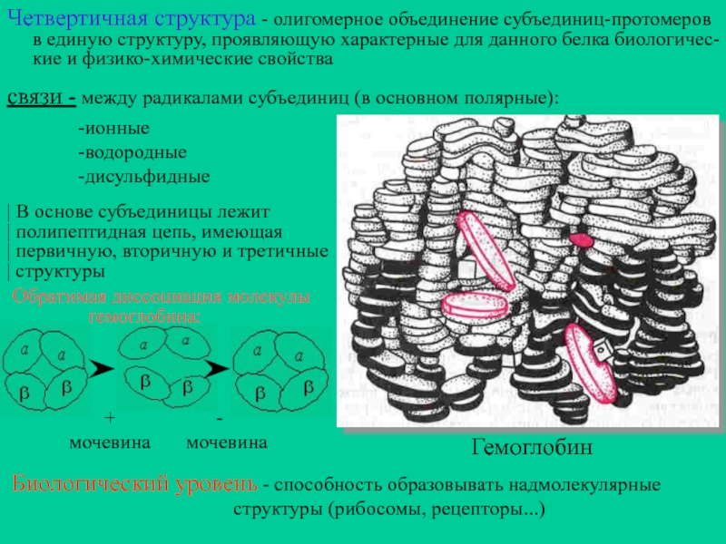 2 рисунок 2 структура. Субъединицы четвертичной структуры белка это. Четвертичная структура белков. Протомеры и субъединицы. Объединение протомеров в олигомерный белок. Олигомерная структура белка.