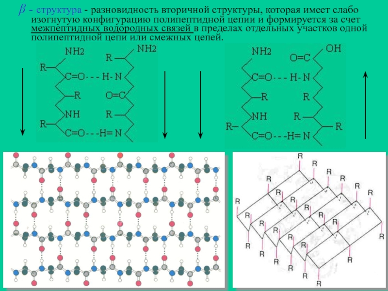 Структура полипептидной цепи. Разновидности вторичной структуры. Строение полипептидной цепи биохимия. Первичная структура имеет конфигурацию. B структура.