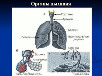 Органы дыхания. Физиология дыхания