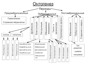 Схемы. Онтогенез и регуляция