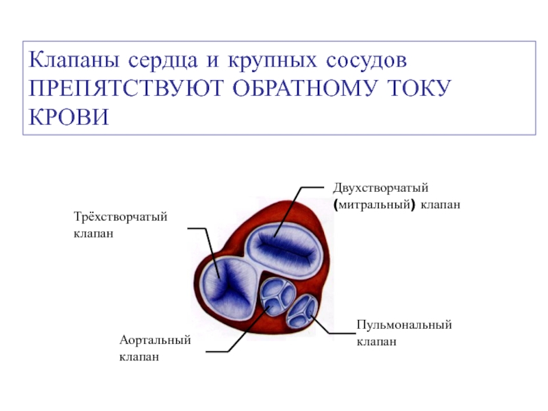 Двухстворчатый порок. Трехстворчатый клапан сердца. Клапаны сердца двухстворчатый клапан. Митральный клапан это двухстворчатый. Строение сердца двухстворчатый клапан.