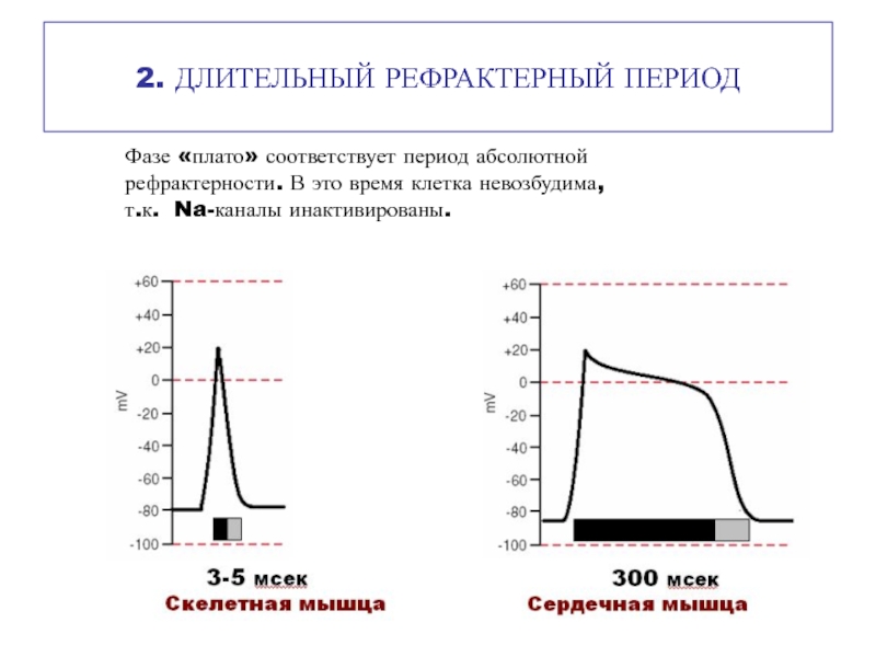 Соответствует периоду. Фаза абсолютной рефрактерности. Рефрактерный период. Рефрактерность сердца. Фаза плато.