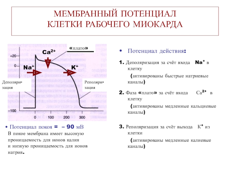 Мембранный потенциал покоя схема