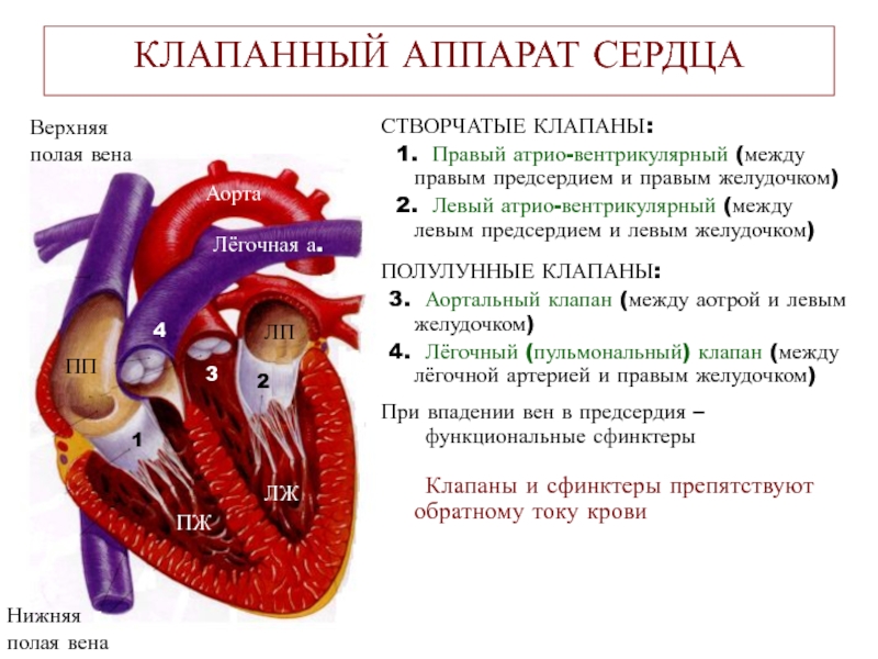 Рисунок клапанный аппарат сердца