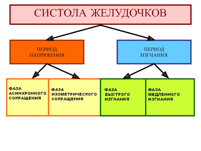 Период напряжения. Систола желудочков период напряжения. Период напряжения и изгнания. На какие периоды делится систола.