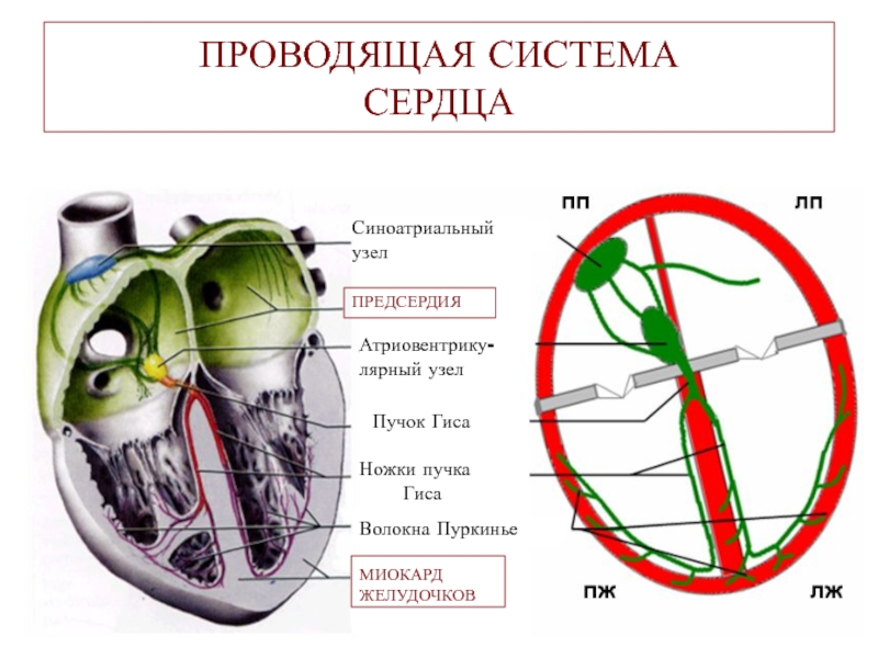 Система сердца. Проводящая система сердца волокна Пуркинье. Проводящая система сердца пучок Гиса. Проводящая система сердца схема. Проводящая система сердца синоатриальный узел.