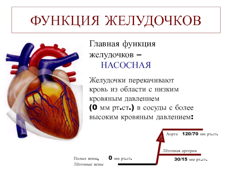 Сердце функции. Насосная функция сердца. Функции желудочков сердца. Понятие о насосной функции сердца. Роль желудочков сердца и сосудов.