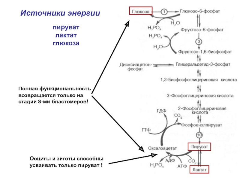 Схема синтеза глюкозы из лактата