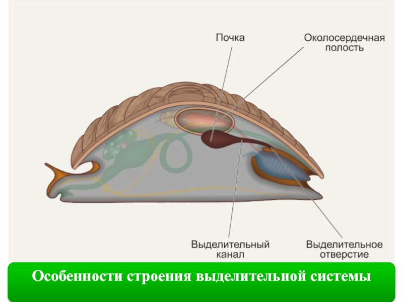 Выделение моллюсков. Выделительная система моллюсков. Выделительная система двустворчатых моллюсков. Класс двустворчатые моллюски выделительная система. Выделительная система брюхоногих и двустворчатых.