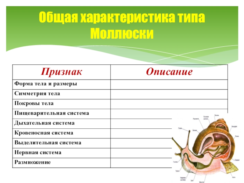 Презентация тип моллюски общая характеристика 7 класс презентация