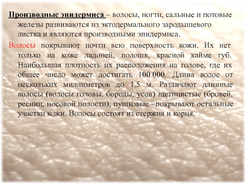 Дериваты кожи. Производное эктодермального листка. Волосы и ногти человека являются производными. Выберите производные кожи волосы ногти потовые и сальные железы. Волосы и ногти человека являются производными чего.