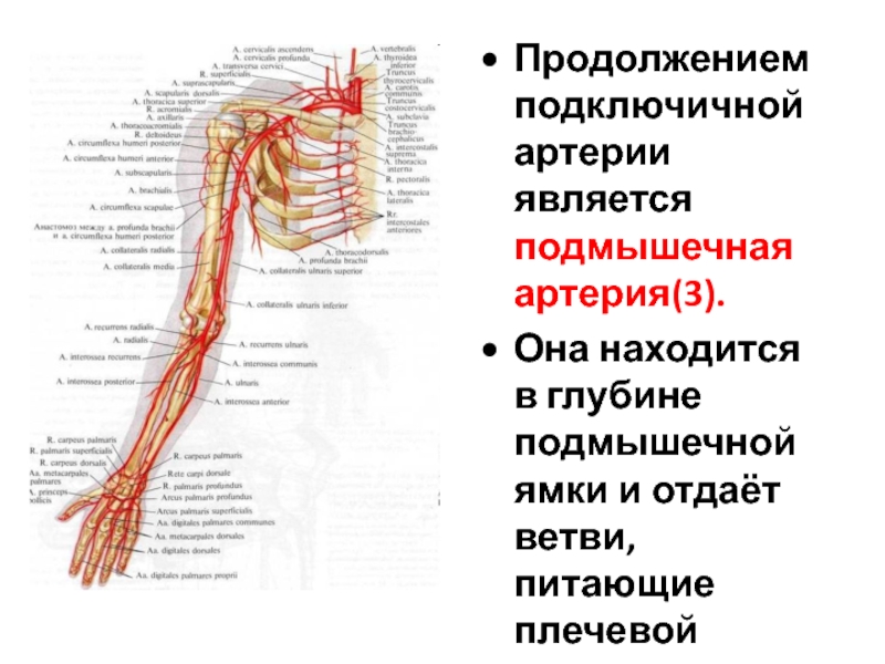 Подмышечная артерия схема рисунок