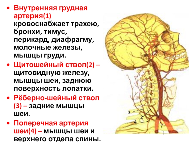 Внутренняя грудная. Конечные ветви внутренней грудной артерии. Восходящая глоточная артерия кровоснабжает. Верхняя щитовидная артерия кровоснабжает. Затылочная артерия кровоснабжает.