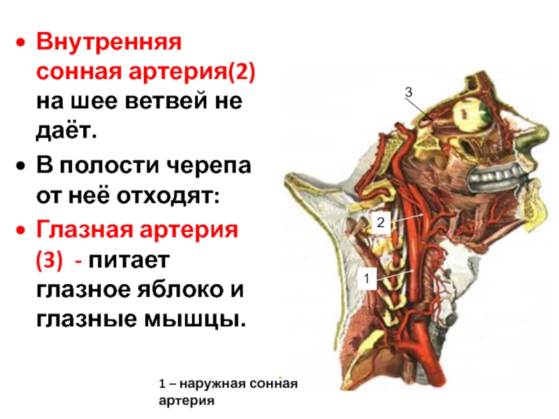 Левая внутренняя сонная артерия