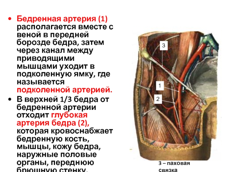 Передняя борозда бедра