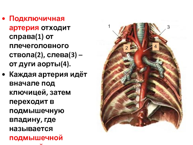 Рисунок подключичной артерии