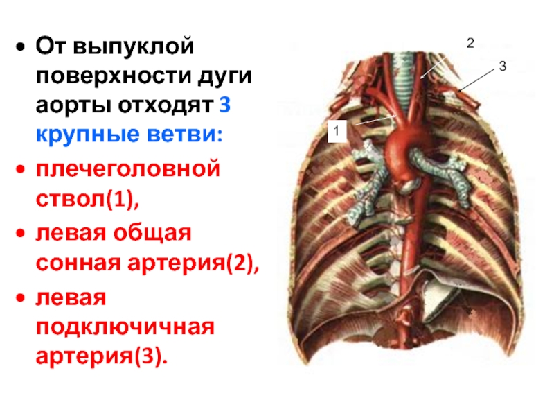 Ствол дуги аорты