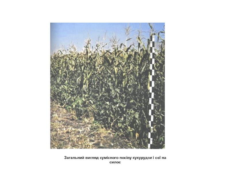Реферат: Ріст і продуктивність змішаних посівів кукурудзи