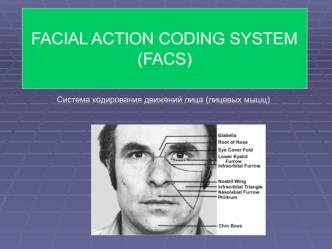 Система кодирования движений лица (лицевых мышц)
