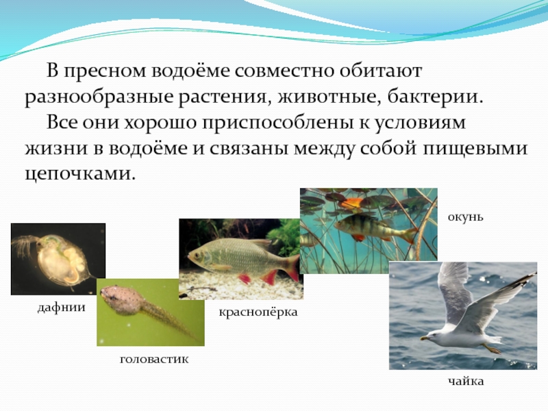 В пресном водоёме совместно обитают разнообразные растения, животные, бактерии.