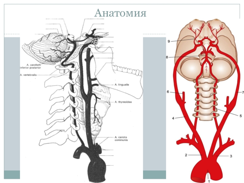 Брахиоцефальные артерии анатомия картинка